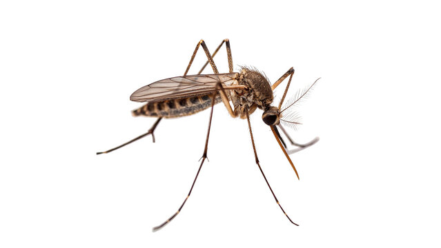Detailed close up macro view of a dangerous mosquito insect isolated on transparent background cut out