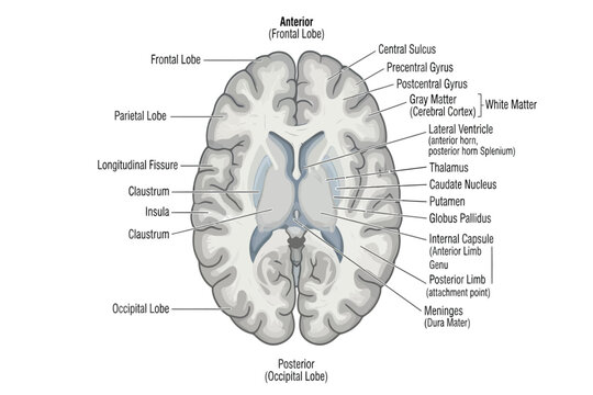 Labeled coronal section of human brain showing major internal structures.