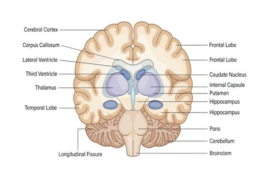 Human brain coronal section labeled anatomy diagram showing internal structures and lobes.