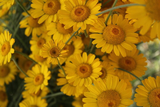 Anthemis