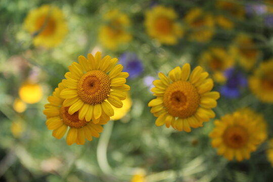 Anthemis