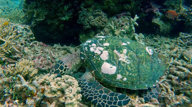 A critically endangered juvenile hawksbill sea turtle (Eretmochelys imbricata) with a patterned shell nestled among the vibrant coral reef. Dauin, Philippines