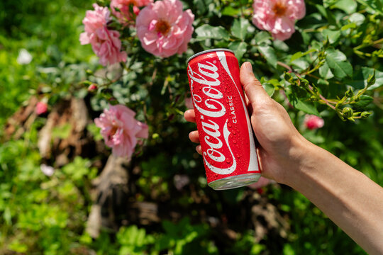 Minsk, Belarus - July 3, 2026: A side view of a human hand holding a cold red can of Coca-Cola Classic against a background of blooming pink roses in a garden
