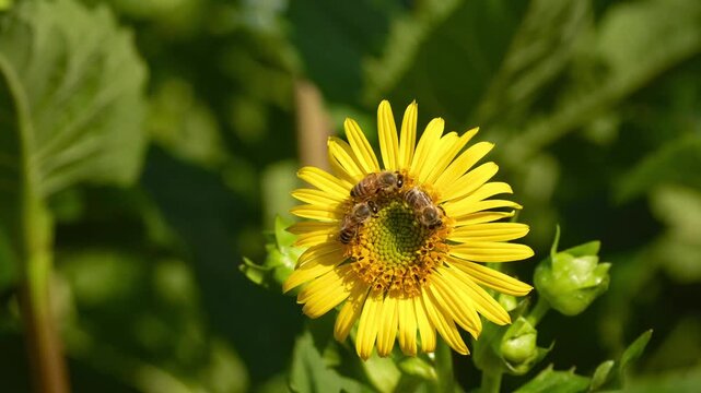 Close-up video of honey bees collecting pollen on a blooming Silphium perfoliatum flower as it sways vigorously in the wind in an agricultural field.