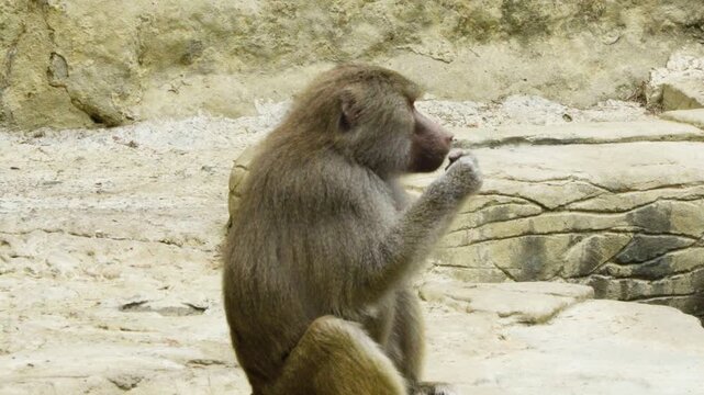 Horizontal image of a Mandrill (Mandrillus sphinx) holding and playing with an object in its mouth. The photograph captures the primate's curious behavior and expressive facial features, highlighting