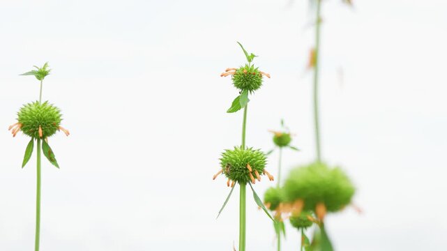 Horizontal image of a flowering field of Leonotis nepetifolia, commonly known as Lion's Ear or Klip Dagga, with a bee actively collecting nectar and pollinating one of the blossoms. The photograph cap