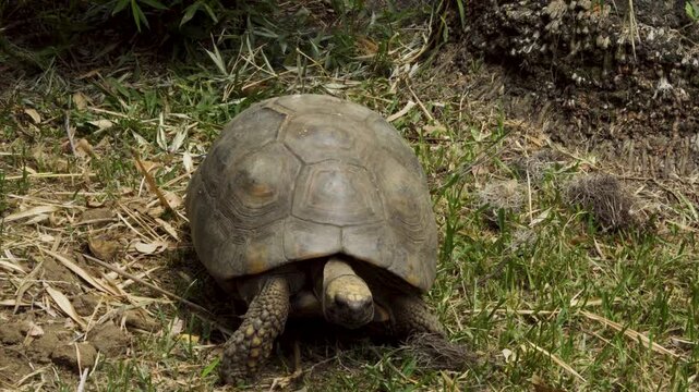 Horizontal image of a turtle walking across a lush green meadow toward the camera. The photograph captures the animal's calm movement and natural behavior, highlighting the texture of its shell and th