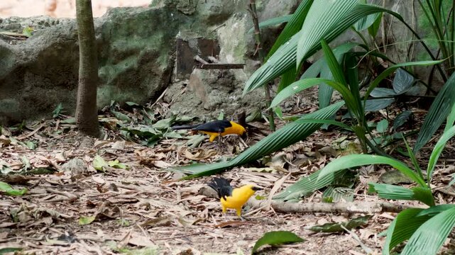 Horizontal image of two Yellow Orioles interacting while perched in their natural habitat. The photograph captures a moment of social behavior between the birds, highlighting their vivid yellow plumag