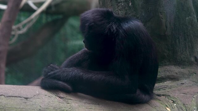 Horizontal image of a Spider Monkey (Ateles spp.) sitting quietly in a thoughtful pose. The photograph captures the primate resting with a calm and contemplative expression, highlighting its long limb