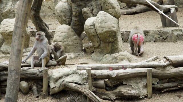 Horizontal image of a group of primates engaged in social grooming, also known as allogrooming. The photograph captures a natural social behavior in which individuals clean and groom one another, stre