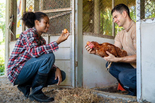 Young farmers collecting eggs on chicken farm, Farm education moment for young adults, Countryside organic farming activity. Learning of teenagers to rural chicken farming lifestyle scene.