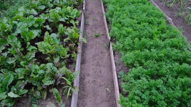 carrot and beetroot bed in the garden