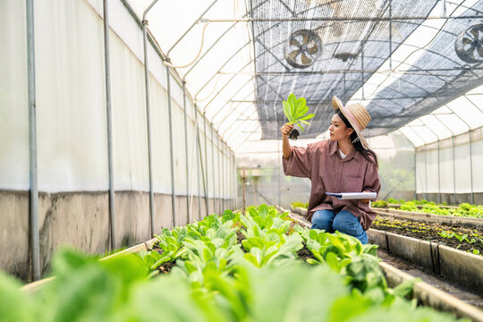 Agricultural student woman holding fresh lettuce with root in organic greenhouse farm inspecting lettuce roots in indoor garden, Sustainable vegetable farming by agricultural students in greenhouse.