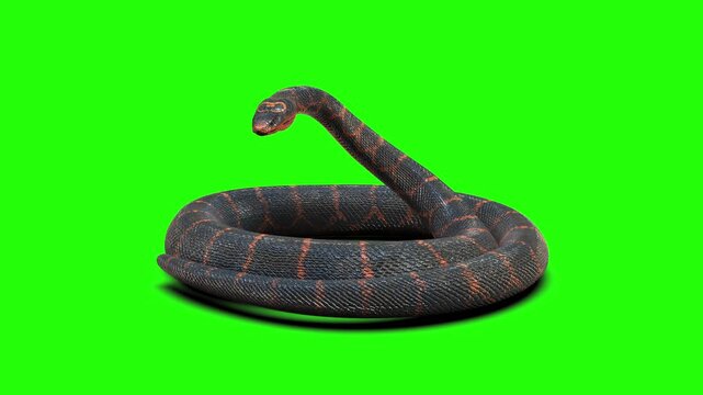 High-quality 3D rendered illustration of an aggressive rock python snake coiled and ready to strike, isolated on a chroma key green screen background for easy compositing.