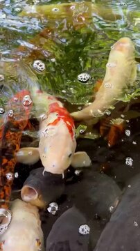 Fish swimming in big Koi pond at park
