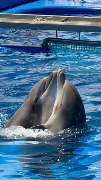 Trained dolphins dance in a pool