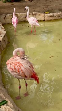 Pink flamingos at the zoo. Exotic birds