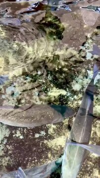 Fish swimming in big Koi pond at park