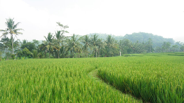 Lush green rice field with coconut trees and misty hills in rural countryside