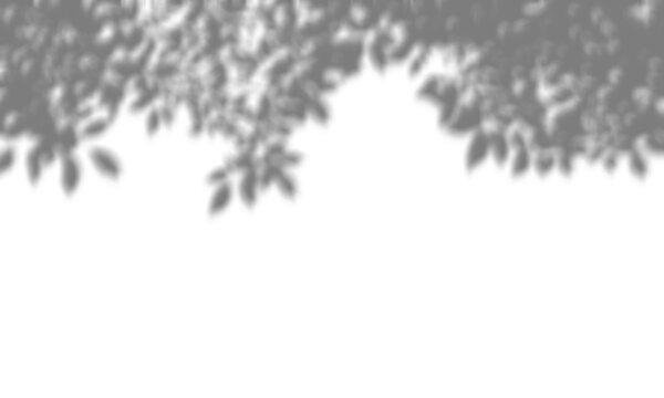 Soft natural tree leaf shadow overlay on transparent background