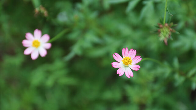 Kenikir (Cosmos caudatus) is a tropical plant from the Asteraceae family that originates from Latin and Central America . In Indonesia, kenikir is also known as ulam raja or suring
