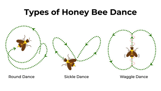 Educational Infographic Diagram Illustrating Different Types of Honey Bee Communication Dances
