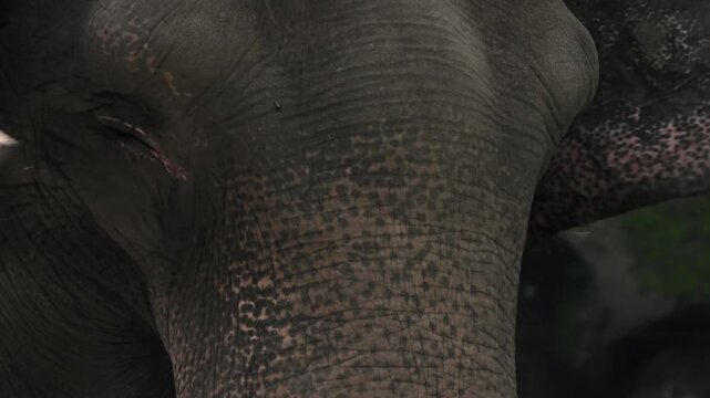close up, the eye of an adult elephant, some other parts of the face visible, and the elephant's rough textured skin
