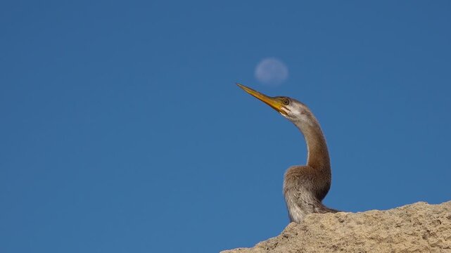 Great Blue Heron Portrait Standing in Shallow Water with Detailed Feathers and Intense Eye in Florida Wetland Wildlife Scene