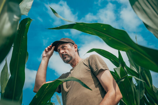 Portrait of a mature farm worker standing in a green cornfield and looking over the crops. Agriculture, crop management and rural livelihood concept.