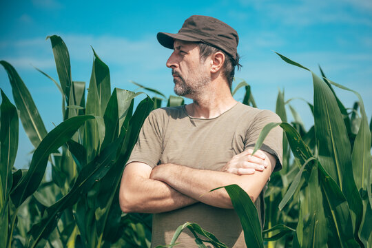 Experienced male farmer surveying his maize crop with arms crossed during the growing season. Rural business, farming and food production theme.