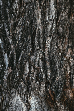 Close-up of rugged tree bark texture with deep grooves and weathered layers.