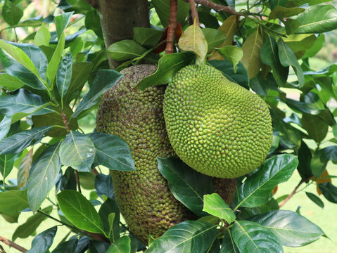 Jackfruit or Pohon Nangka is the name of a kind of tree, as well as fruit. Jackfruit trees belong to the Moraceae tribe, the scientific name is Artocarpus heterophyllus.