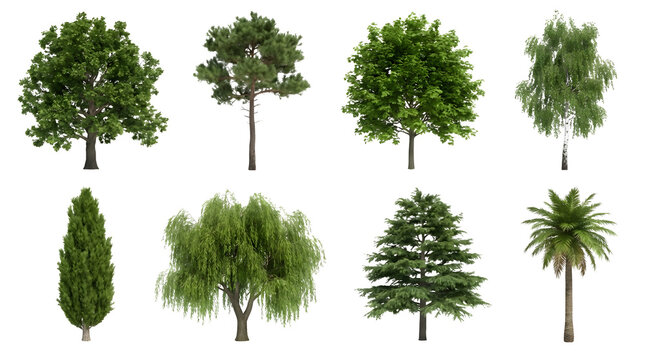 Collection of 8 realistic green trees, diverse tree species set on white background, botanical nature elements for landscape design and architectural visualization