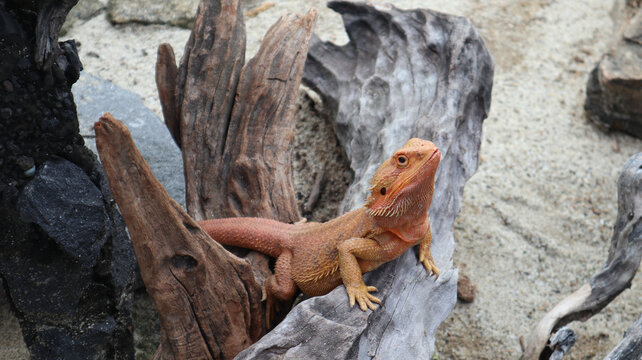 Bearded Dragon or Pogona on dry tree trunk
