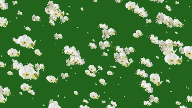 Beautiful white orchid flowers falling on a green screen background for chroma key compositing