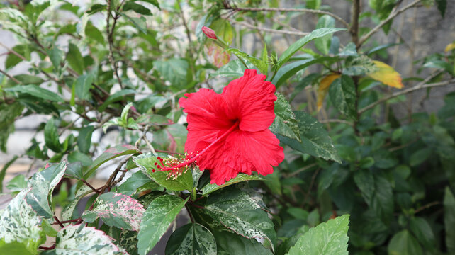 Bunga Sepatu or Bunga Raya (Hibiscus rosa-sinensis L. )	