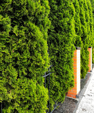 The image shows a hedge made of western arborvitaes (Thuja occidentalis). This plant species is often used to create dense green fences due to its dense crown.