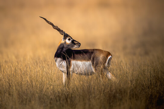 The blackbuck (Antilope cervicapra), also known as the Indian antelope, is a medium-sized antelope native to India, Nepal, and Pakistan. It is highly celebrated for its striking speed.