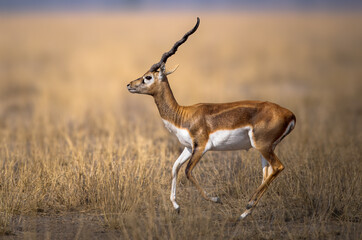The blackbuck (Antilope cervicapra), also known as the Indian antelope, is a medium-sized antelope native to India, Nepal, and Pakistan. It is highly celebrated for its striking speed. © Rahul