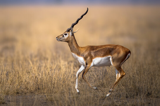 The blackbuck (Antilope cervicapra), also known as the Indian antelope, is a medium-sized antelope native to India, Nepal, and Pakistan. It is highly celebrated for its striking speed.