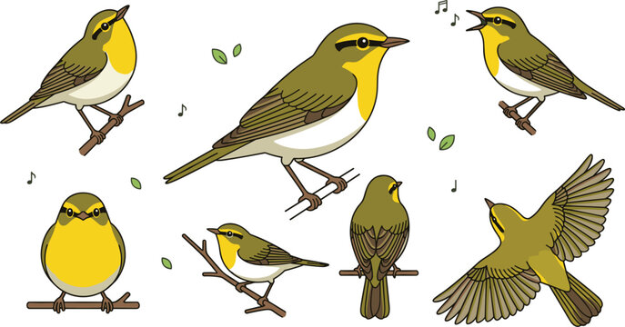 Wood Warbler Vector Illustration Set Featuring Songbird Poses Singing Perching Bending Back View Flying Wings Outstretched and Musical Note Nature Design Elements