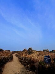 Obraz premium Traditional basalt stone wall pathway with dry grass under a clear blue sky on Jeju Island