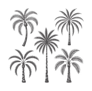 Five textured black ink palm tree silhouettes white