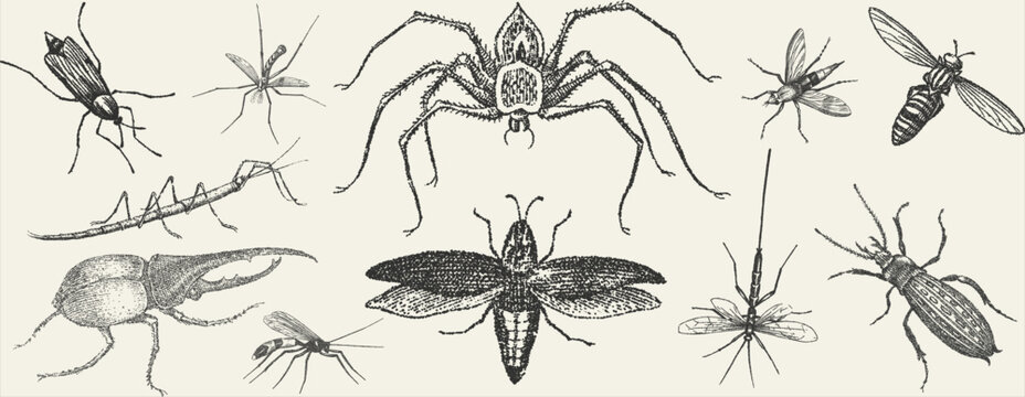 Vintage Stipple Illustration of Various Insects and Arachnids, Scientific Bug Collection with Beetles, Spiders, Mosquitoes