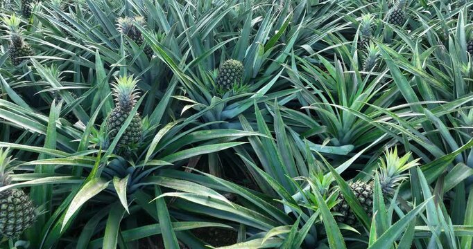 Pineapple grow on tree in the garden