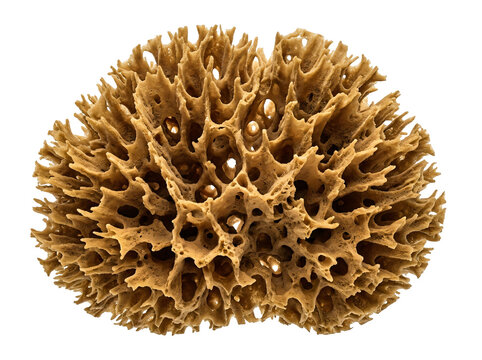 Close-up of natural sea sponge with porous texture and isolated transparent background for stock use