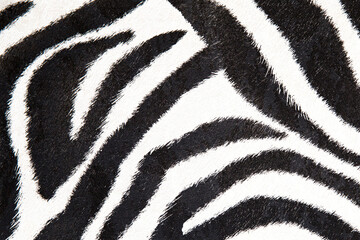 zebra background black and white texture for your design © Maria