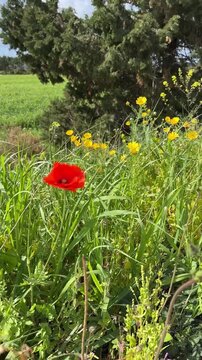 Single red poppy flower blooming in a green grass meadow with yellow wildflowers and trees