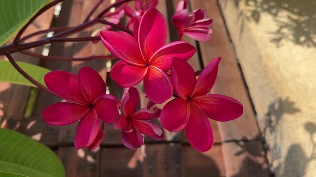 Plumeria Rubra or red frangipani flowers or Kamboja closeup in the tree. Amazing of plumeria flowers on green leaf background. For spa and Therapy Flower, Temple Tree, Graveyard Tree, vertical video