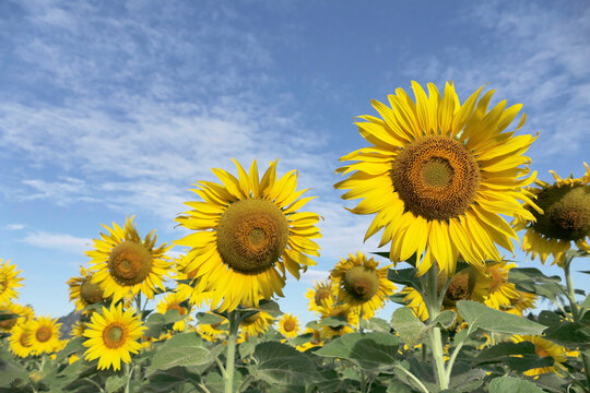 The sunflower garden has the sky as a backdrop